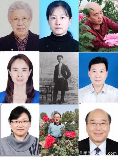 談?wù)勚袊录镜陌l(fā)展史，致敬中國的月季育種家前輩們！(圖12)