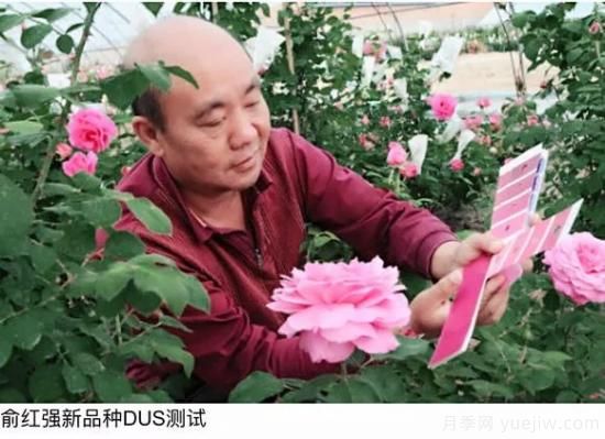 談?wù)勚袊录镜陌l(fā)展史，致敬中國的月季育種家前輩們！(圖14)