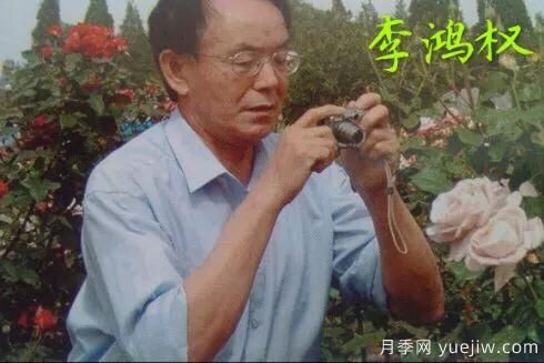談?wù)勚袊录镜陌l(fā)展史，致敬中國的月季育種家前輩們！(圖17)