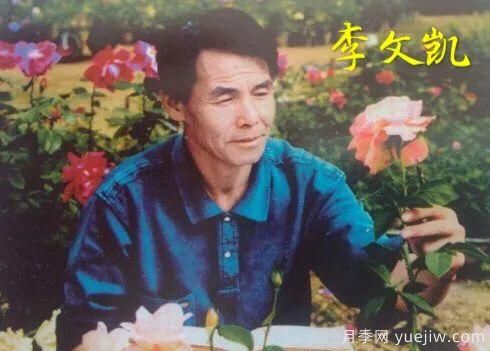 談?wù)勚袊录镜陌l(fā)展史，致敬中國的月季育種家前輩們！(圖18)