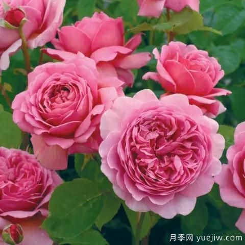 大花月季中的開(kāi)花機器--肯特公主月季，花朵鮮艷多姿(圖2)