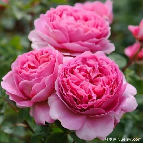 大花月季中的開(kāi)花機器--肯特公主月季，花朵鮮艷多姿(圖3)