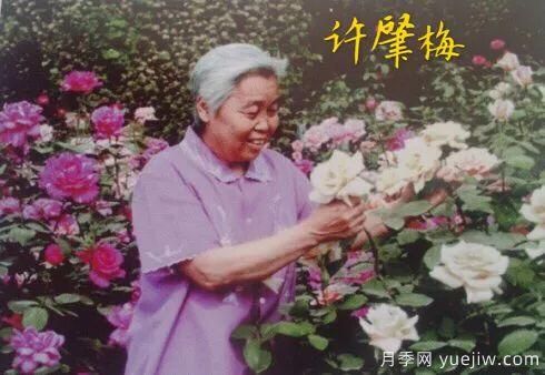 談?wù)勚袊录镜陌l(fā)展史，致敬中國的月季育種家前輩們！(圖20)