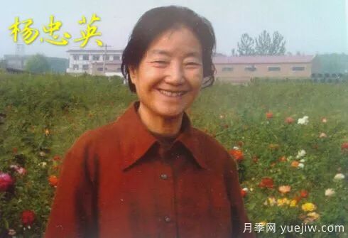 談?wù)勚袊录镜陌l(fā)展史，致敬中國的月季育種家前輩們！(圖22)