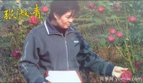 談?wù)勚袊录镜陌l(fā)展史，致敬中國的月季育種家前輩們！(圖23)