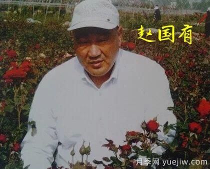 談?wù)勚袊录镜陌l(fā)展史，致敬中國的月季育種家前輩們！(圖24)