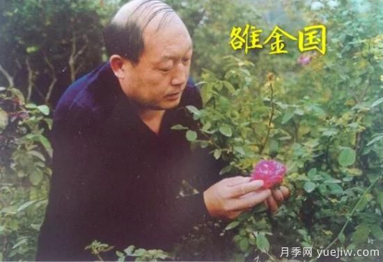 談?wù)勚袊录镜陌l(fā)展史，致敬中國的月季育種家前輩們！(圖26)