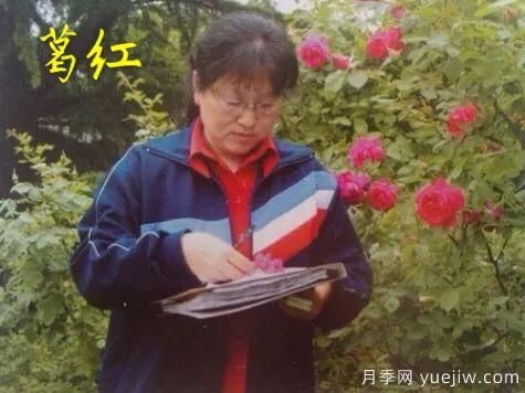 談?wù)勚袊录镜陌l(fā)展史，致敬中國的月季育種家前輩們！(圖27)