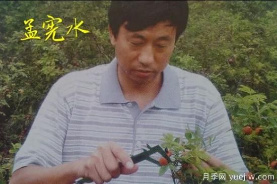 談?wù)勚袊录镜陌l(fā)展史，致敬中國的月季育種家前輩們！(圖30)