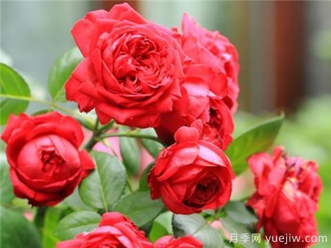 掌握月季花施肥技巧，讓月季花開(kāi)不斷(圖1)