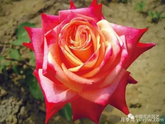 談?wù)勚袊录镜陌l(fā)展史，致敬中國的月季育種家前輩們！(圖38)