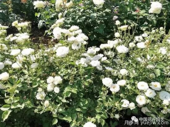 談?wù)勚袊录镜陌l(fā)展史，致敬中國的月季育種家前輩們！(圖39)