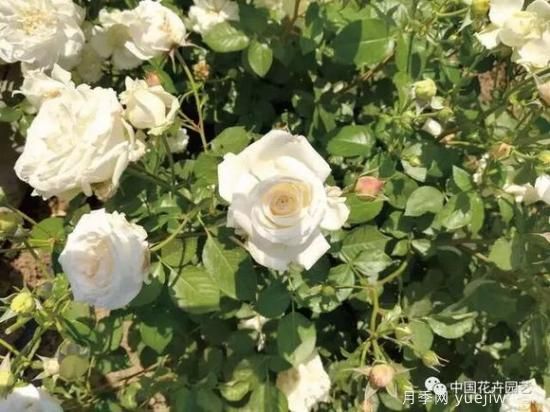 談?wù)勚袊录镜陌l(fā)展史，致敬中國的月季育種家前輩們！(圖40)