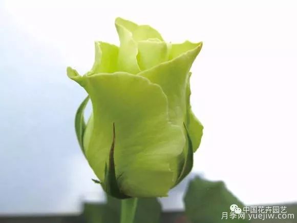 談?wù)勚袊录镜陌l(fā)展史，致敬中國的月季育種家前輩們！(圖43)