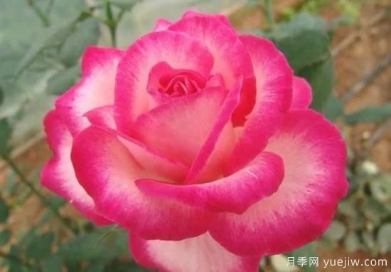 談?wù)勚袊录镜陌l(fā)展史，致敬中國的月季育種家前輩們！(圖48)