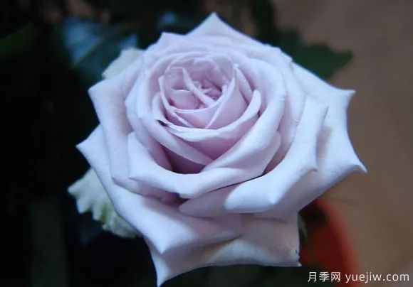 談?wù)勚袊录镜陌l(fā)展史，致敬中國的月季育種家前輩們！(圖50)