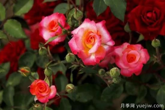 談?wù)勚袊录镜陌l(fā)展史，致敬中國的月季育種家前輩們！(圖52)
