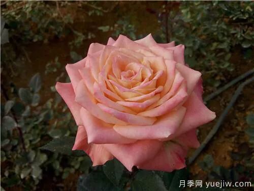 談?wù)勚袊录镜陌l(fā)展史，致敬中國的月季育種家前輩們！(圖53)