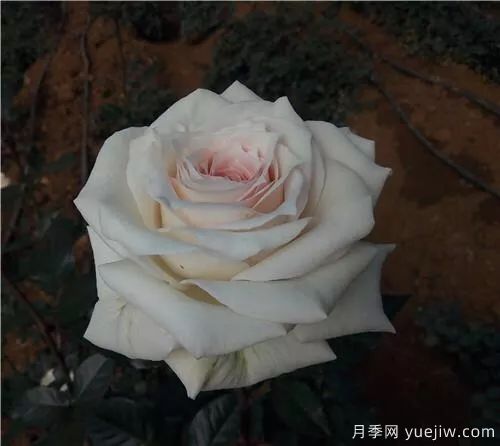 談?wù)勚袊录镜陌l(fā)展史，致敬中國的月季育種家前輩們！(圖54)
