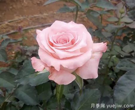 談?wù)勚袊录镜陌l(fā)展史，致敬中國的月季育種家前輩們！(圖55)