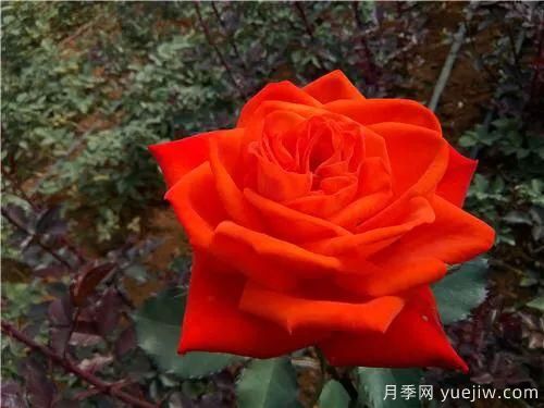 談?wù)勚袊录镜陌l(fā)展史，致敬中國的月季育種家前輩們！(圖56)