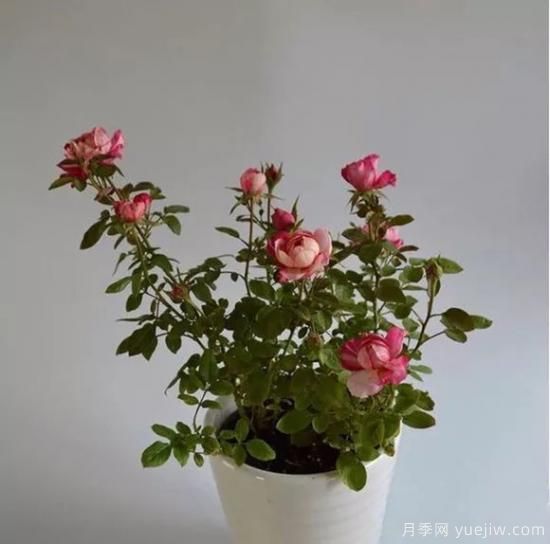 談?wù)勚袊录镜陌l(fā)展史，致敬中國的月季育種家前輩們！(圖58)