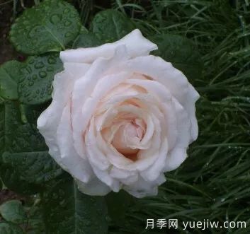 談?wù)勚袊录镜陌l(fā)展史，致敬中國的月季育種家前輩們！(圖61)
