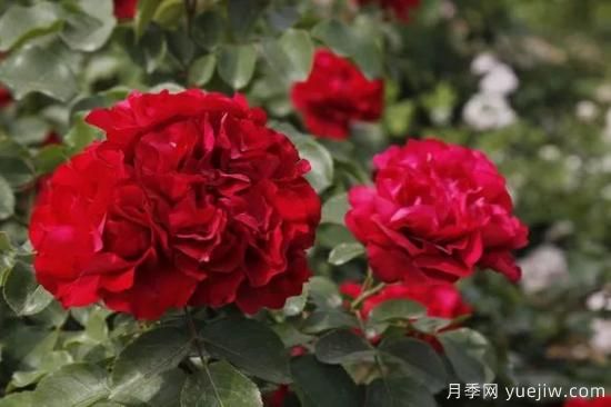 談?wù)勚袊录镜陌l(fā)展史，致敬中國的月季育種家前輩們！(圖62)