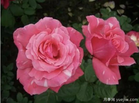 談?wù)勚袊录镜陌l(fā)展史，致敬中國的月季育種家前輩們！(圖63)