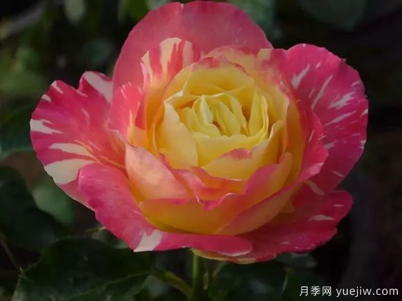 談?wù)勚袊录镜陌l(fā)展史，致敬中國的月季育種家前輩們！(圖66)