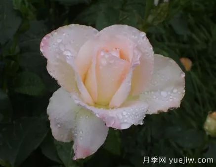 談?wù)勚袊录镜陌l(fā)展史，致敬中國的月季育種家前輩們！(圖64)