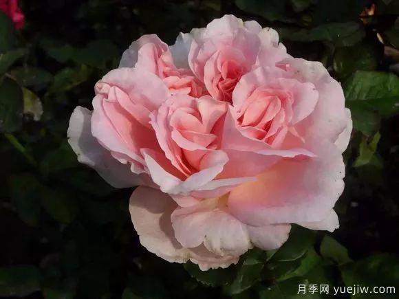 談?wù)勚袊录镜陌l(fā)展史，致敬中國的月季育種家前輩們！(圖65)
