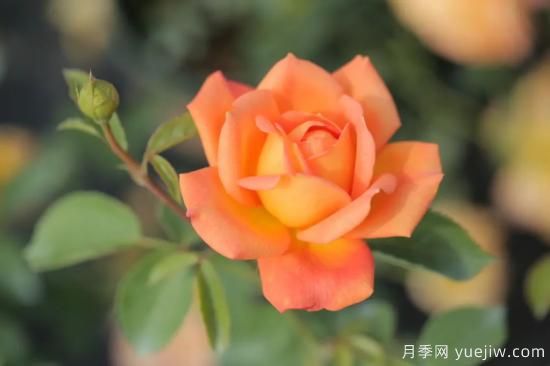 好期在四時(shí)，深?lèi)?ài)如長(cháng)風(fēng)，摯愛(ài)月季(圖2)