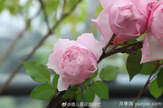好期在四時(shí)，深?lèi)?ài)如長(cháng)風(fēng)，摯愛(ài)月季(圖4)