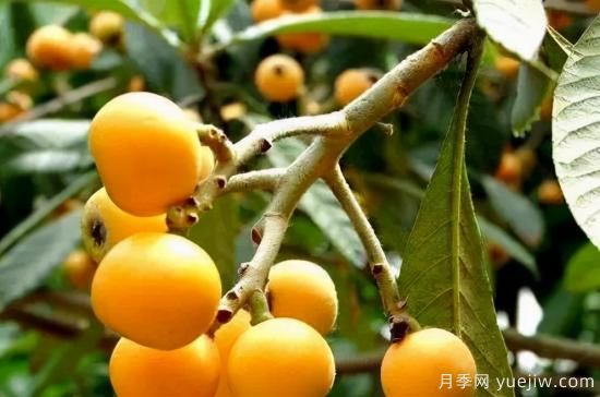 大五星枇杷樹(shù)苗的栽種管理方法(圖1)