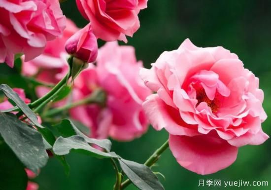 月季和玫瑰如何區分？圖解科普很詳細(圖1)