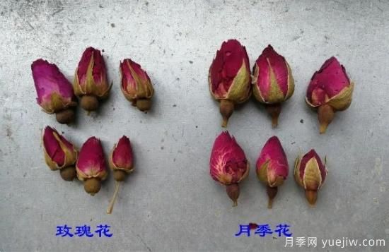 月季和玫瑰如何區分？圖解科普很詳細(圖2)