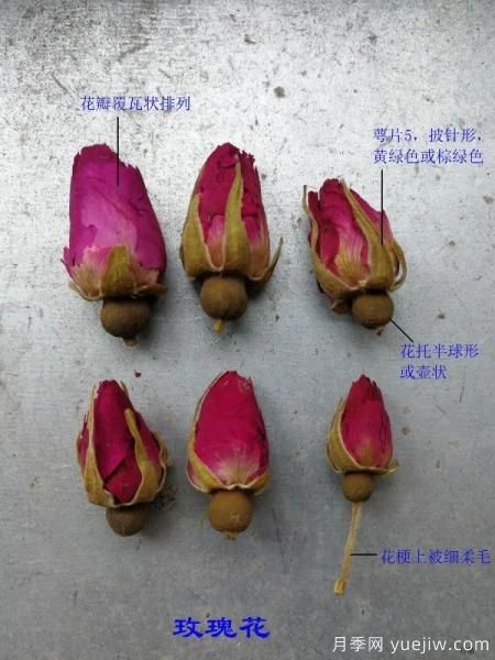 月季和玫瑰如何區分？圖解科普很詳細(圖3)