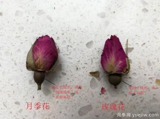 月季和玫瑰如何區分？圖解科普很詳細(圖5)
