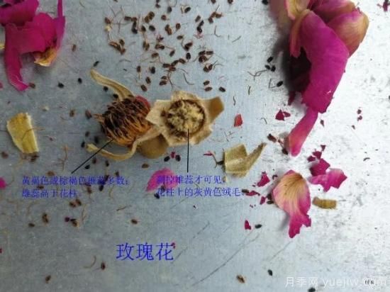 月季和玫瑰如何區分？圖解科普很詳細(圖6)