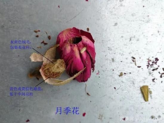 月季和玫瑰如何區分？圖解科普很詳細(圖7)
