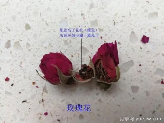 月季和玫瑰如何區分？圖解科普很詳細(圖8)