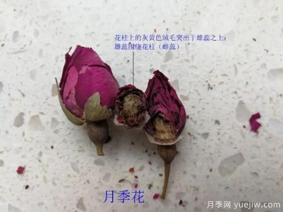 月季和玫瑰如何區分？圖解科普很詳細(圖9)