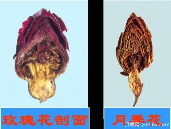 月季和玫瑰如何區分？圖解科普很詳細(圖10)
