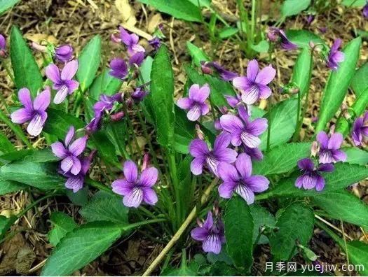 中草藥植物綠化，園林應用新潮流？(圖1)