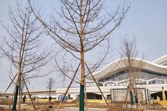 苗木栽植深度不對，該如何補救？(圖1)