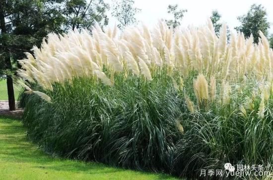 又美又耐寒，適合北方的14個(gè)觀(guān)賞草種類(lèi)推薦(圖1)