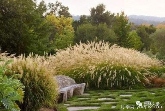 又美又耐寒，適合北方的14個(gè)觀(guān)賞草種類(lèi)推薦(圖2)