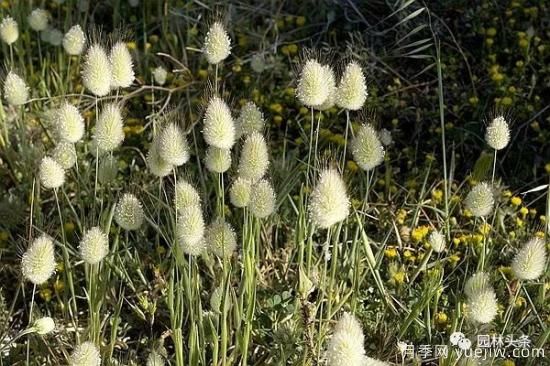 又美又耐寒，適合北方的14個(gè)觀(guān)賞草種類(lèi)推薦(圖3)