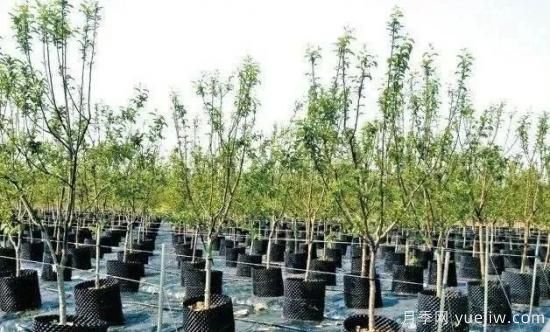 容器苗怎么固定才能防止傾倒？(圖1)